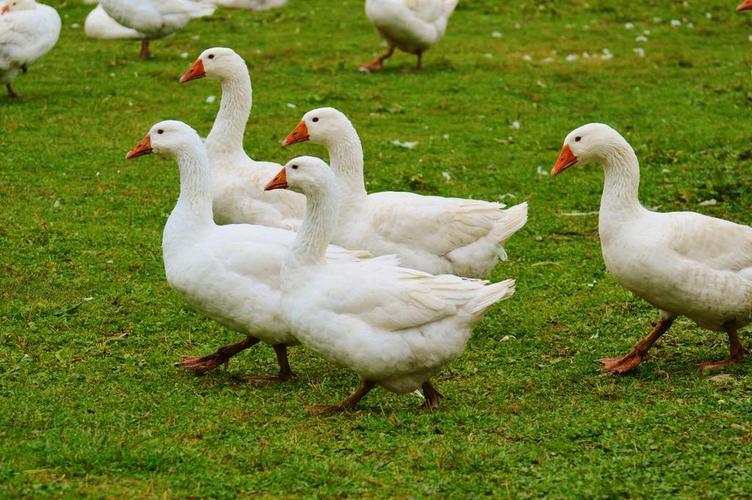 摄影自然羊吃草背景图片白色动物成群室内的养鸡场家畜动物鸡背景图片